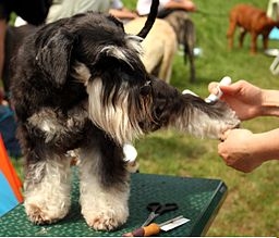 Dog being groomed